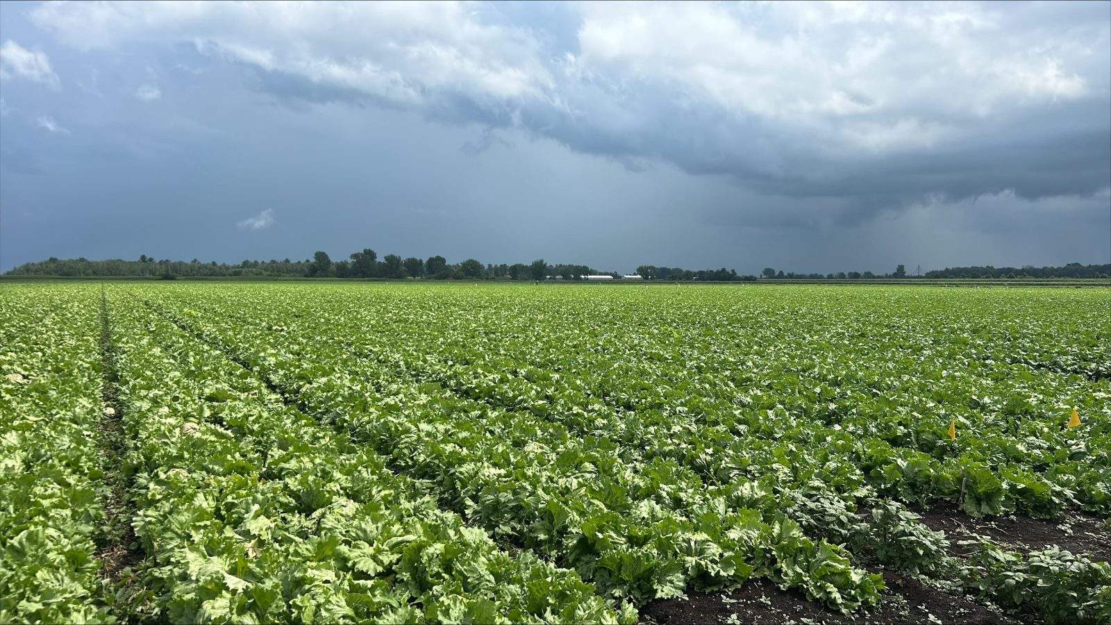 Quebec lettuce growers operating at a loss amid U.S. cyclosporiasis outbreak