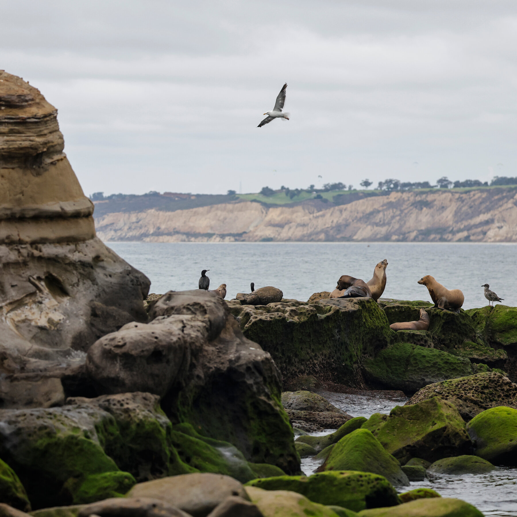 Man, 18, Pleads Guilty to Repeatedly Kicking Sea Lion in California