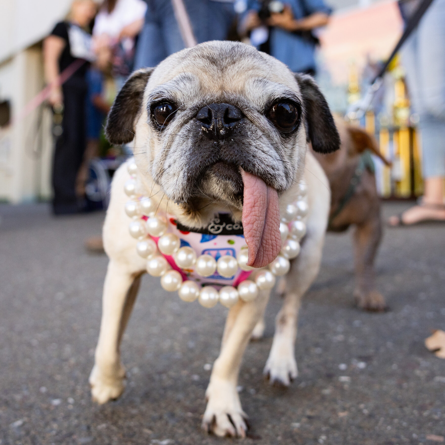Meet Jinny Lu, the World’s Ugliest Dog of 2026