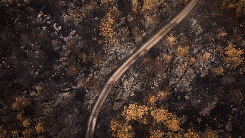 France's Fontainebleau forest reopens to public after wildfires