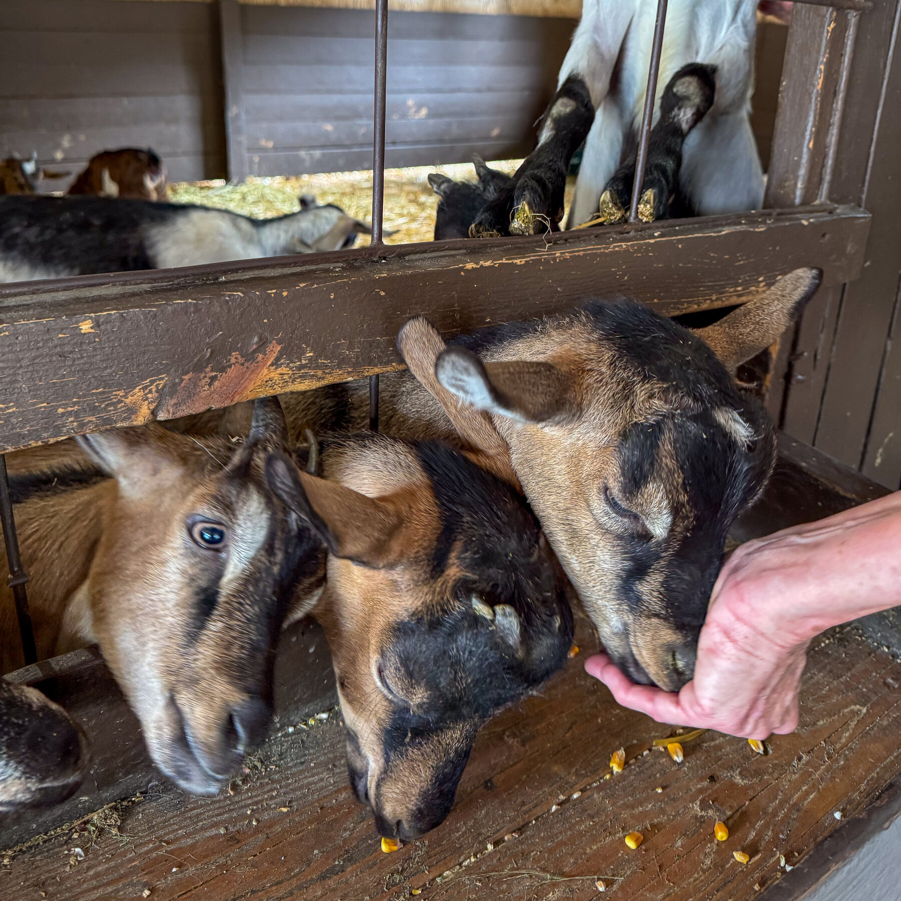 Baby Goats From a Traveling Petting Zoo Test Positive for Rabies