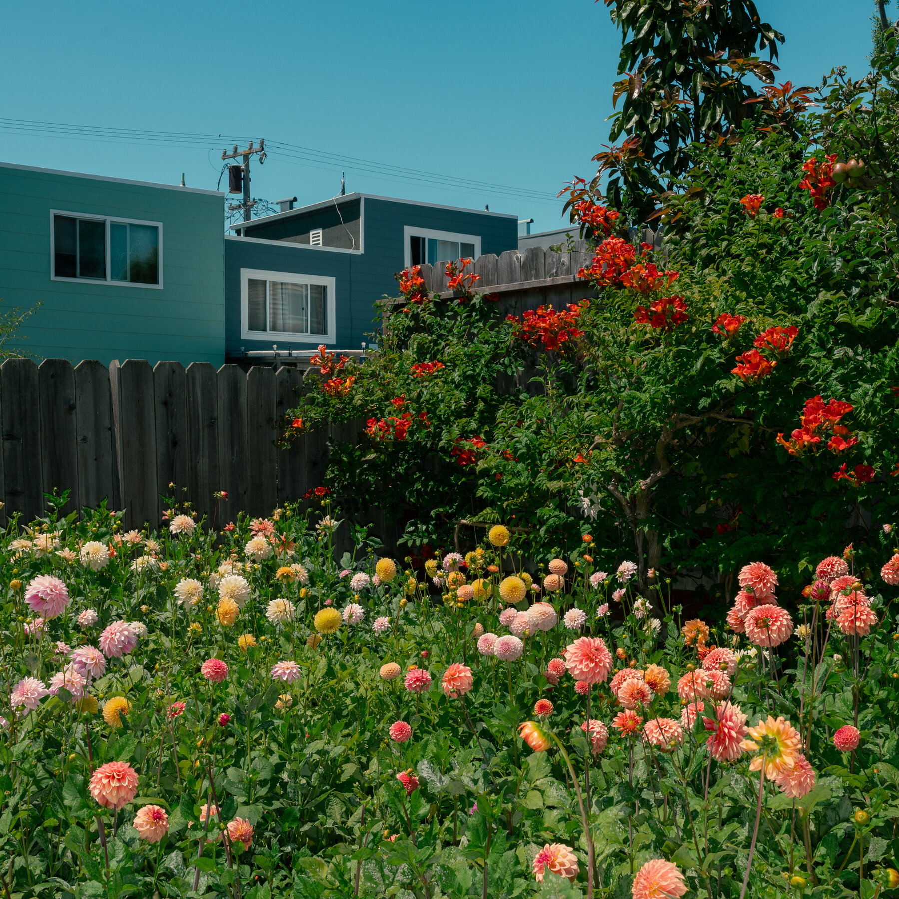 The Delight of San Francisco’s Dahlias