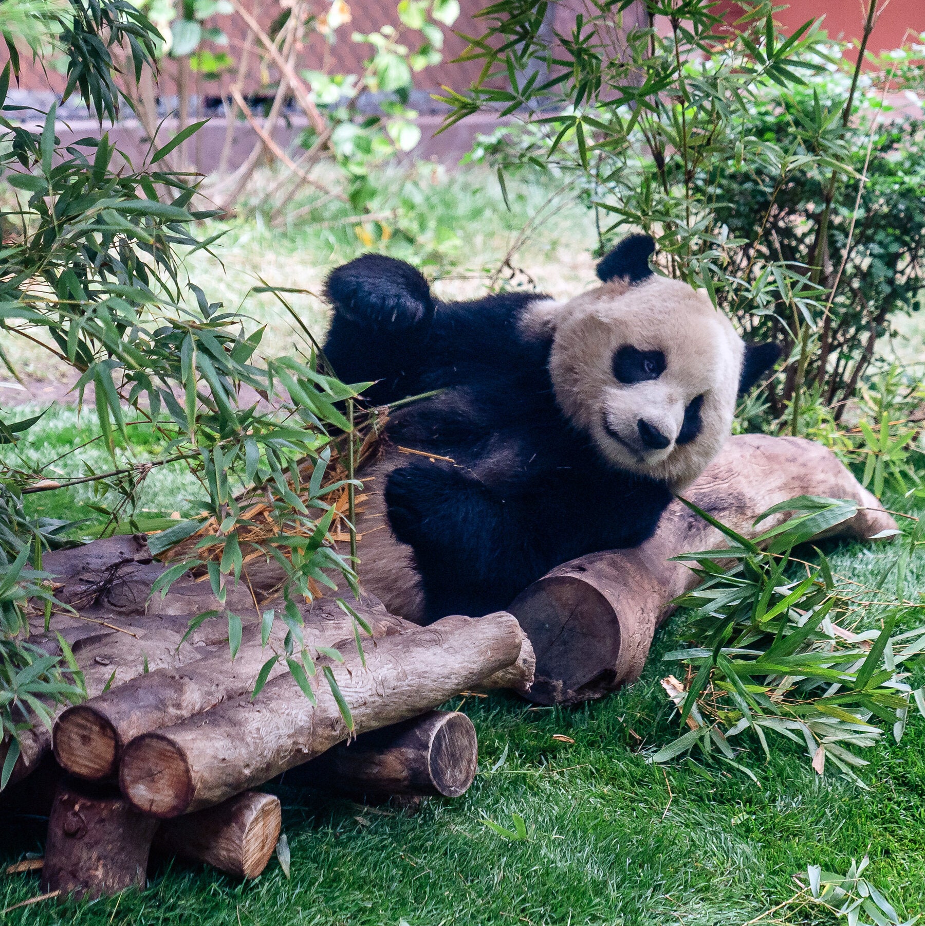 Giant Pandas, Icons of China’s Soft Diplomacy, Arrive in Atlanta